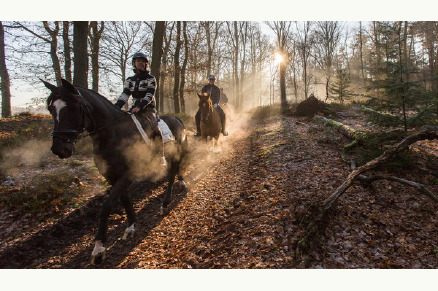 Paardenhotel De Cantharel VMP118